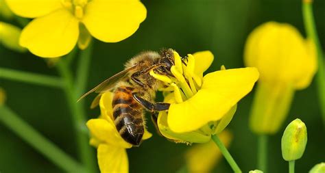 Bees May Like Neonicotinoids But Some May Be Harmed