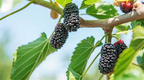 That takes quite some effort for the tree! Black-purple berry Russian black mulberry fruit tree ...