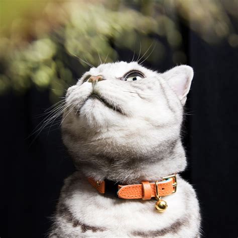 A Cat Looking Up At The Sky With Its Eyes Wide Open