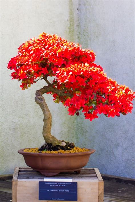 Bonsai trees have been given many names, most will have their botanical genus and species name associated with them (for example: Types of Bonsai Trees | Bonsai Tree Gardener