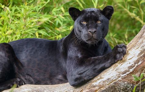 Wallpaper Look Predator Jaguar Wild Cat Black Panther Images For