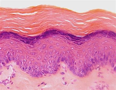 Stratified Squamous Epithelium Tight Junction Integumentary System
