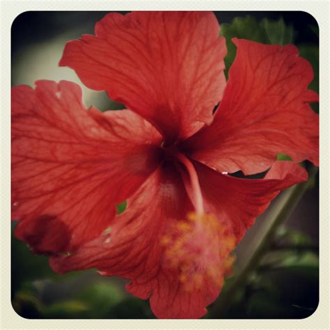 Gambar bunga raya bunga kebangsaan. Red Rose Honey: Koleksi Bunga Kebangsaan Malaysia
