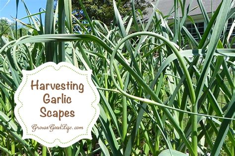 Harvesting Garlic Scapes