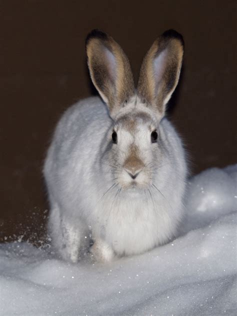 Hinterland Whos Who Snowshoe Hare