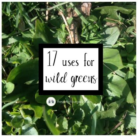 Seventeen Ways To Use Wild Greens Theyre Not Our Goats