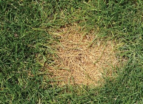 What Is The Best Fungicide For Zoysia Grass Metamusician