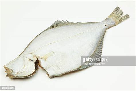Freshwater Flounder Photos And Premium High Res Pictures Getty Images