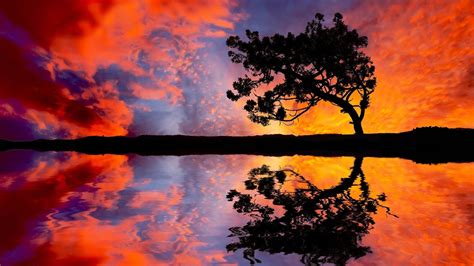 Tree Water Nature Sunset Reflection Sky Lake Coolwallpapersme