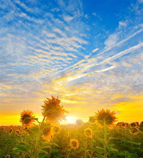 Morning Sunflowers Stock Image Image Of Flower Sunrise 42440135