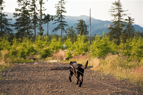 We did not find results for: Walk tall... and carry a big stick. | Amanda N. | Flickr