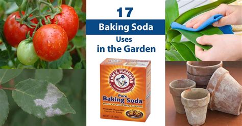 17 Baking Soda Uses In The Garden Baking Soda For Plants