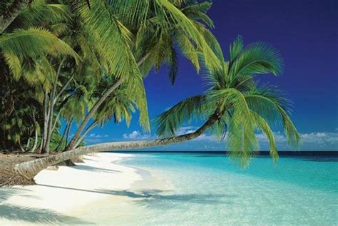 Maldives Beach Palm Trees Ocean Island Tropical Paradise Photo Poster 36x24 Inch