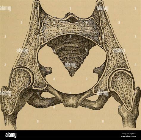 Posterior Sacrum And Coccyx Hi Res Stock Photography And Images Alamy