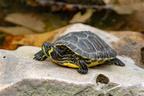 How To Tell If Your Yellow Bellied Slider Is Female Or Male Petdt