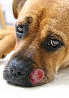 This information was relayed to both owners, including expected quality of life, both with and without treatment. Cancer Signs To Watch Out For - Chelsea Dogs Blog