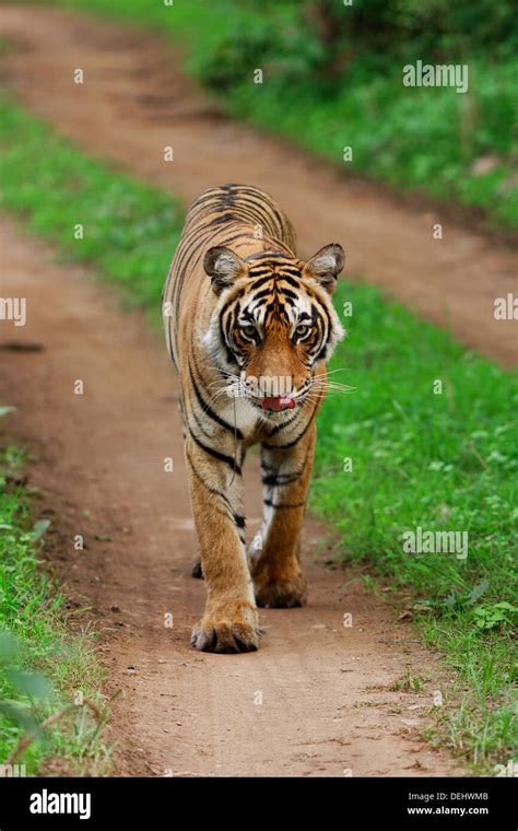 Tigre Del Bengala Immagini E Fotografie Stock Ad Alta Risoluzione Alamy