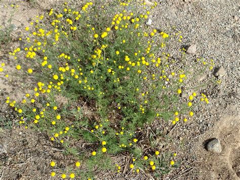 Identify Weeds Suprise Az Snyders Weed Control