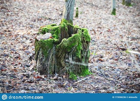 Old Tree Stump With Green Moss On Dull Dry Leaves Ground Stock Photo