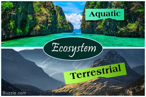 12 Types Of Ecosystems You Should Know About But Dont