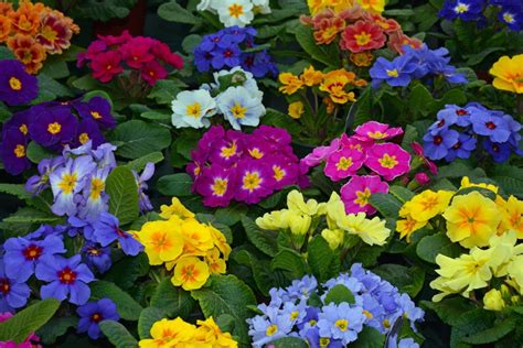 Winter Flowers Add Vibrant Color To Your Winter Garden
