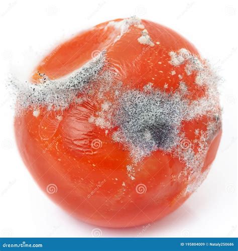 Red Raw Tainted Bad Tomato With Tiny Spores Of Fungus Isolated White