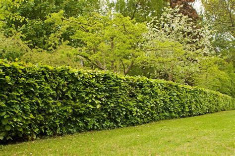 Beech Fagus Sylvatica Bare Root And Root Ball Hedging Plants