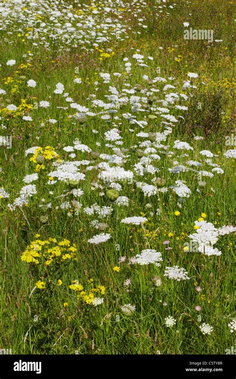 Uk Wild Meadows Hi Res Stock Photography And Images Alamy