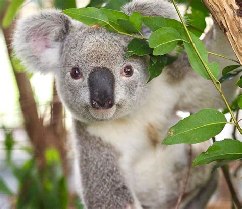 Australia Zoo On Instagram When You Visit Australiazoo All Profits