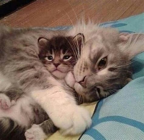 Mom And Son Cute Cats And Kittens Baby Animals Cute Animals