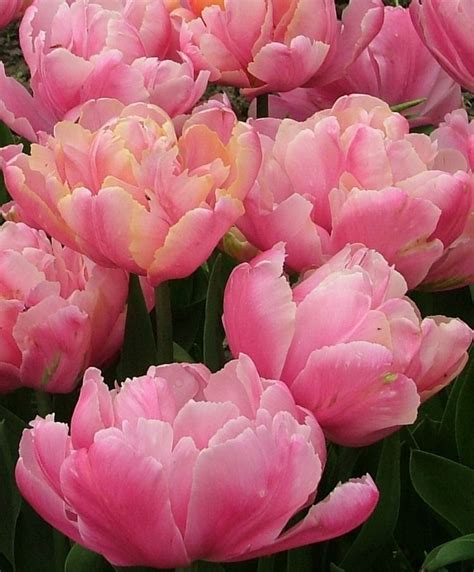 Tulip Pink Star Peony Flowering Tulips Tulips Flower Bulb Index