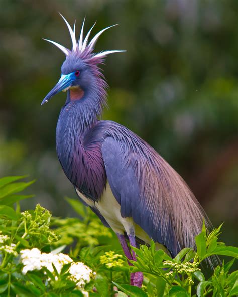 During The Breeding Season The Plumage Of Tri Colored Herons Assumes