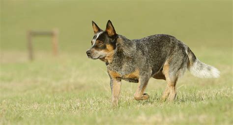 Blue Heeler Origins And History A Fascinating Guide