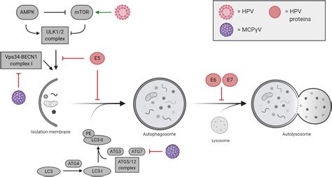 Frontiers Regulation Of Autophagy In Cells Infected With Oncogenic