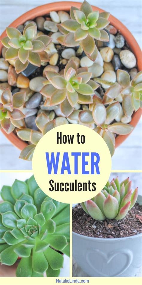 In hot weather, vegetables need even more water, up to about ½ inch per week extra for every 10 degrees that the average temperature is above 60 degrees. How to Water Succulents - the Right Way | How to water ...