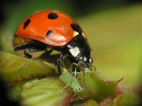 Ladybird Eating Plant Louse Photo And Image Animals Wildlife Insects