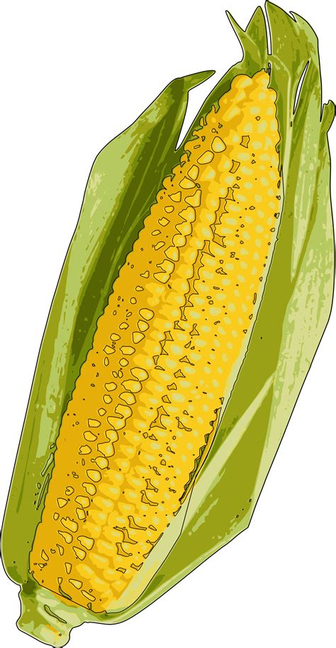 Corn Clipart Yellow Corn Corn Yellow Corn Transparent Free For