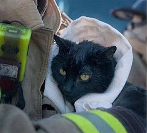 Firefighter Rescues Cat From House Fire Love Meow