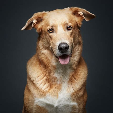 Le Foto Dei Cani Cani Intelligenti Le 10 Razze Più Dotate Del Mondo
