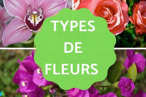 25 De Types De Fleurs Classes Noms Et Photos