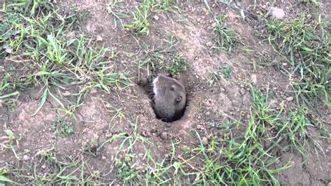 What Animal Is Digging Holes In My Yard At Night What The And Is In