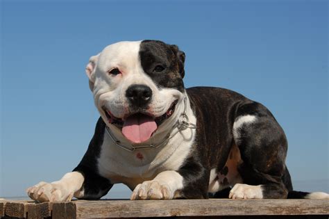 Happy Pit Bull Dog Blog