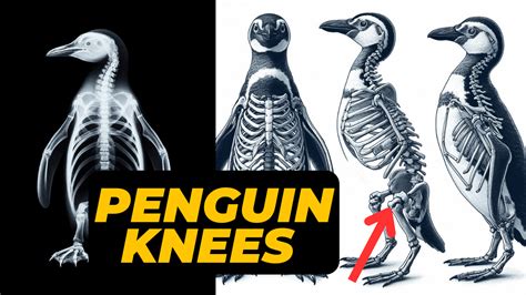 Penguin Knees You Need To Know Birdy Facts