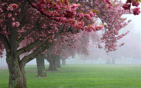 Nature Landscape Cherry Trees Mist Pink Flowers Spring Sunrise Grass
