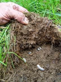 Lawn Grub All About Its Lifecycle And How To Control It In Lawns