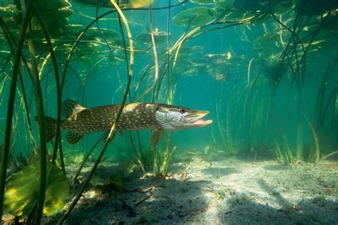 Brochet poisson