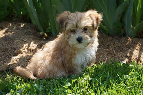 Morkie Puppy For Sale Millersburg OH Male Riley - AC Puppies LLC