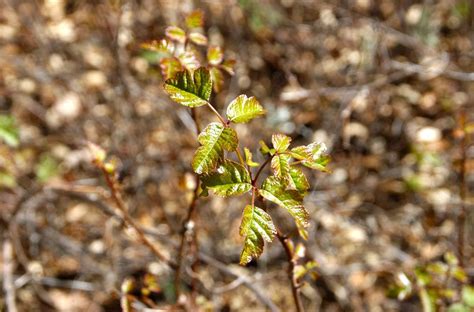 Watch For Poison Oak In Tecolote Canyon Natural Park Plants Natural