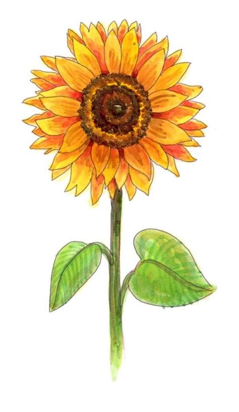 How To Draw A Flower 45 Easy Flower Drawings For Beginners