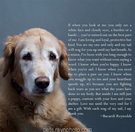 So True Senior Dogs Quotes Dog Poems Dog Quotes